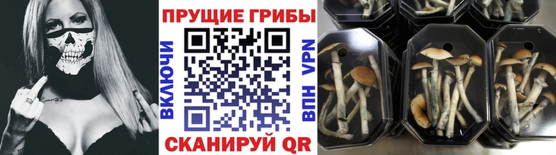omg как зайти  Нижние Серги  Галлюциногенные грибы Psilocybe  где купить  